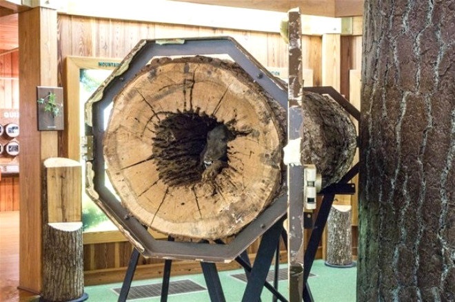 Köpeğin sıkıştığı ağaç, Southern Forest World (Güney Orman Dünyası) müzesinde sergileniyor.