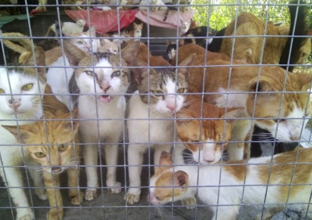 Vietnam kedi eti pazarında kediler ölümü bekliyor.