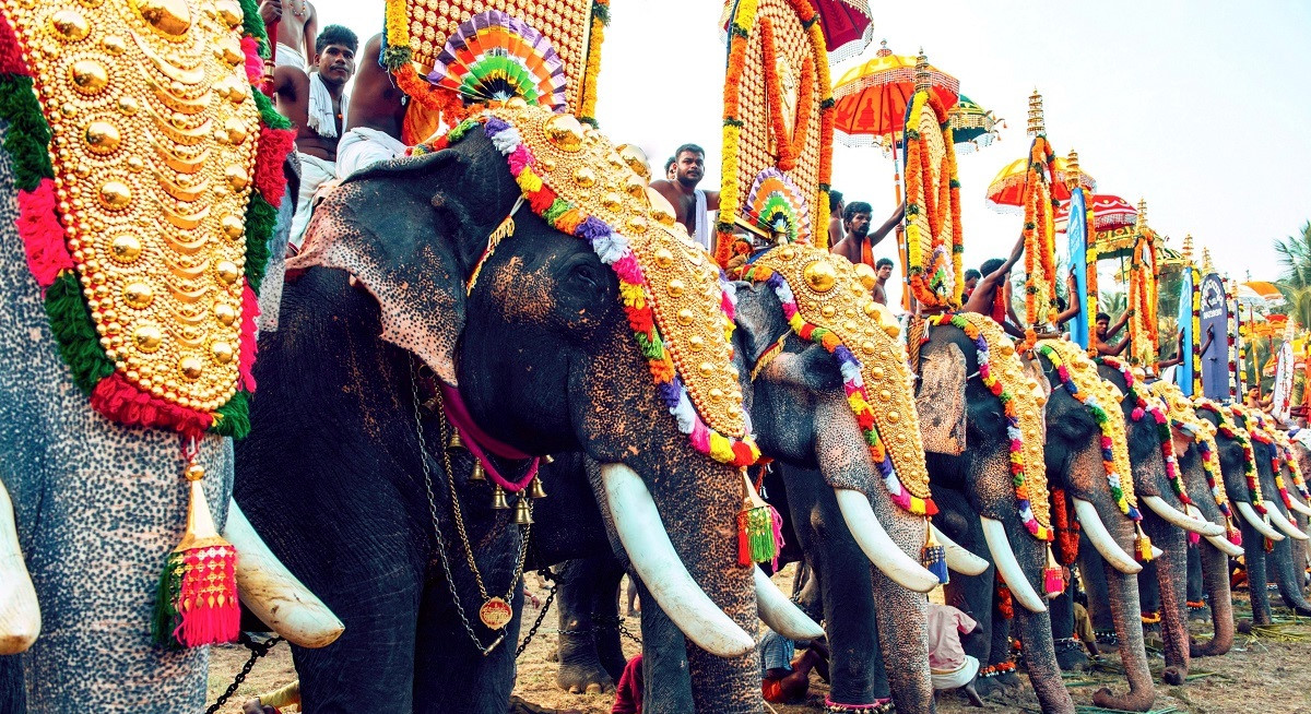 Bir gelin gibi süslenmiş fillerin, sahipleriyle birlikte festival için bekleyişi.