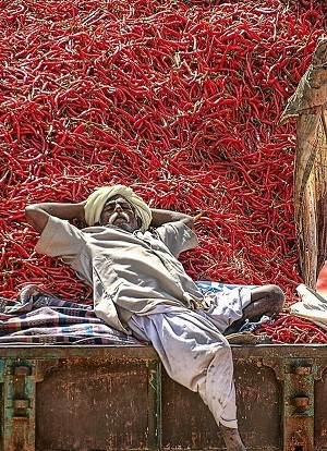 Kırmızı (Chilli) biberlerin üzerinde dinlenen bir Hindistanlı.