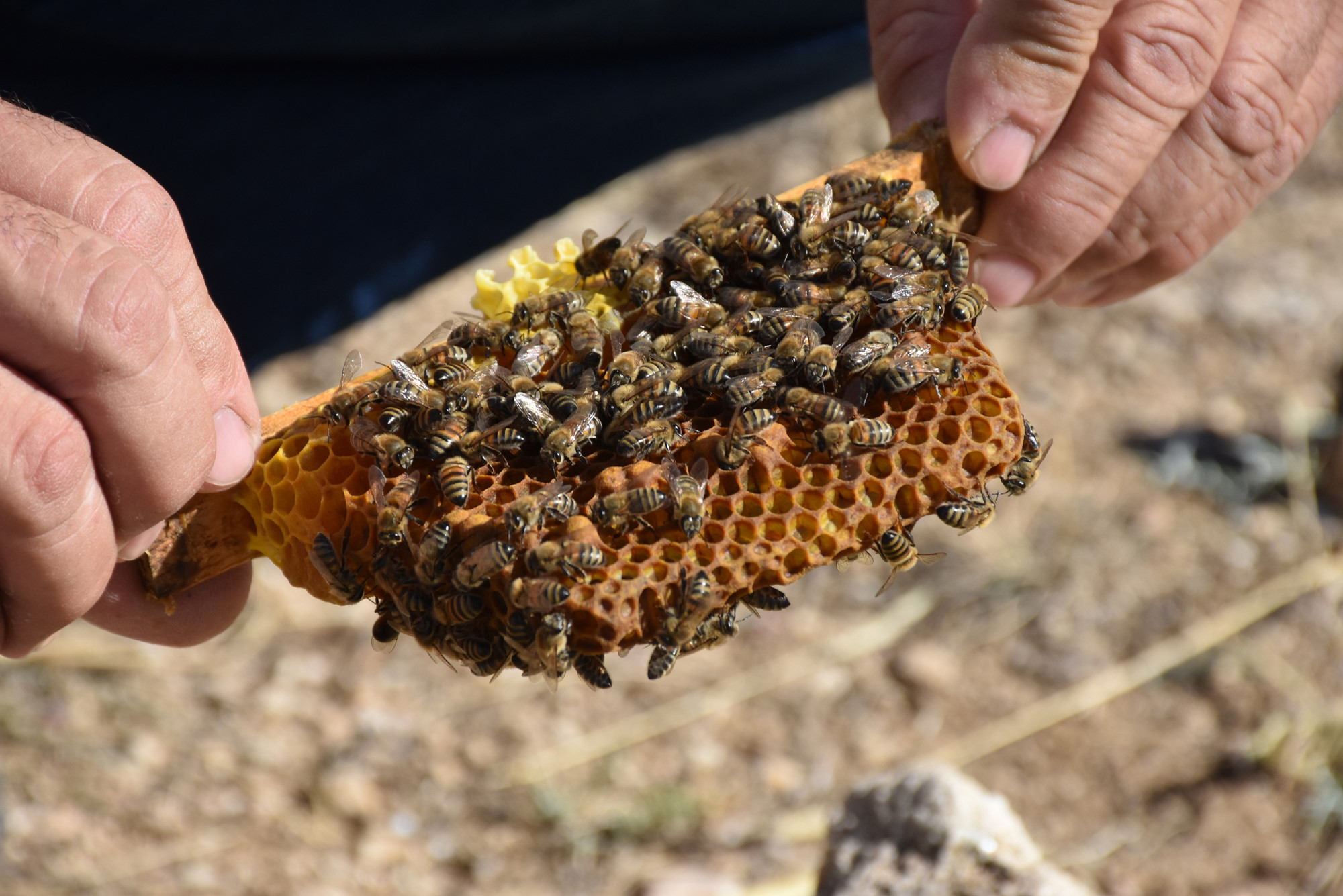 i. Kraliçe arı üretmek için titiz bir sistem kuran Erışık, tanesi 50 TL'den Türkiye genelinde yılda yaklaşık 5 bin kraliçe arı satıyor. 